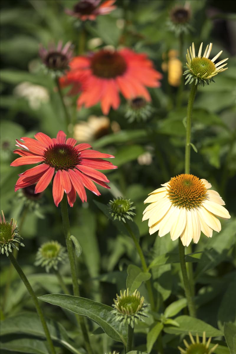 Echinacea purpurea 'Cheyenne Spirit'