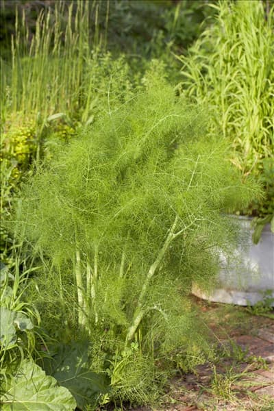 Foeniculum vulgare