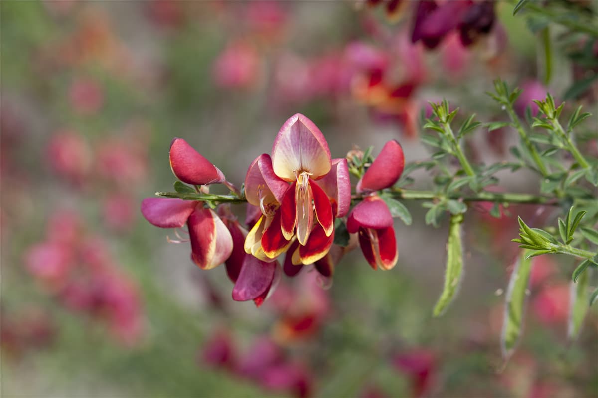 Cytisus scoparius
