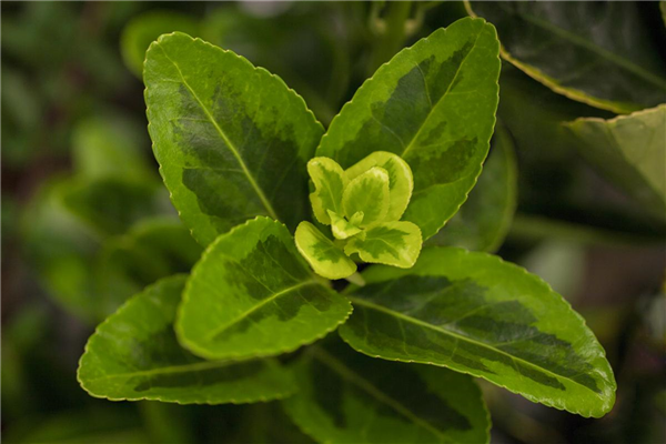 Euonymus japonicus 'Aureomarginatus'
