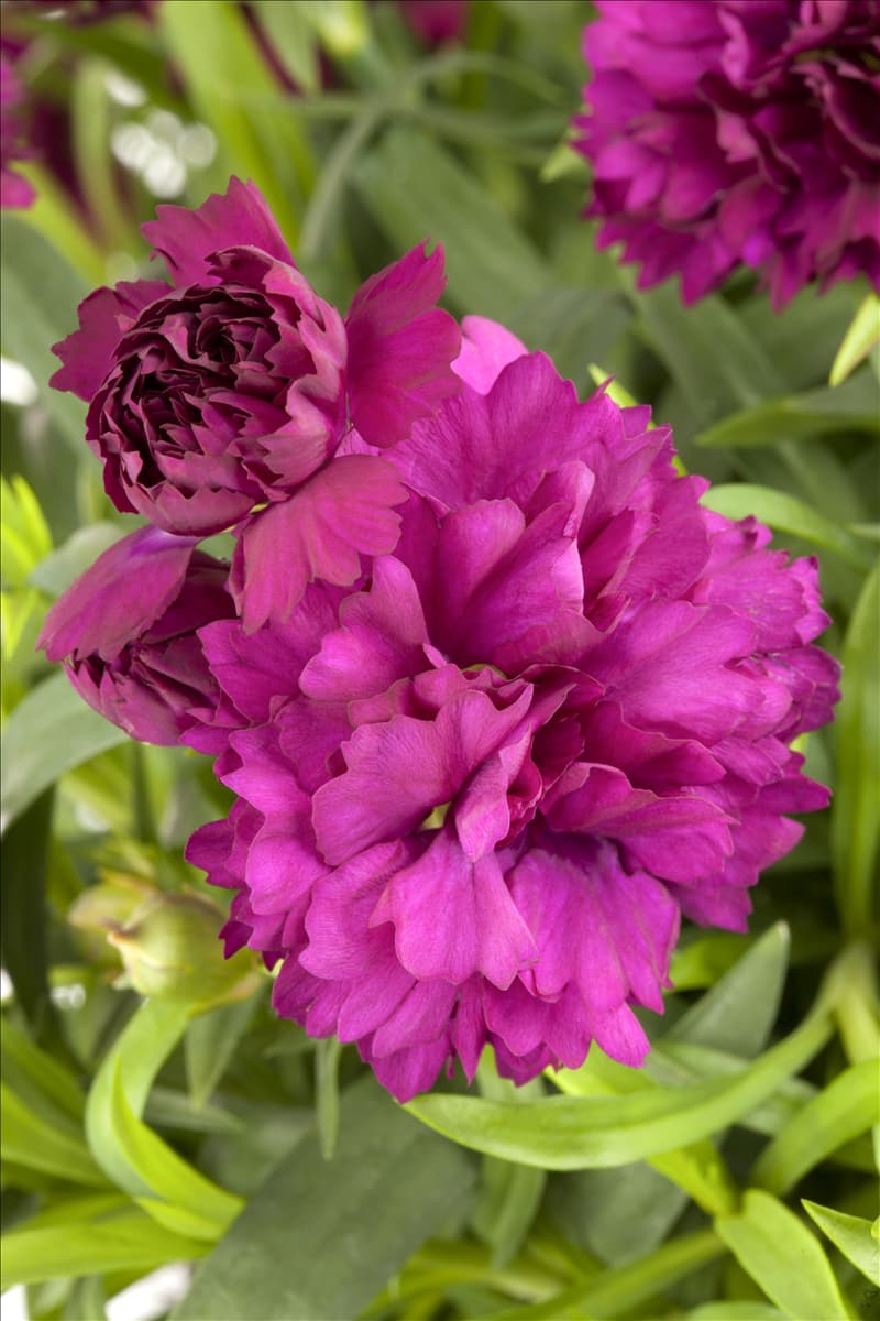 Dianthus caryophyllus