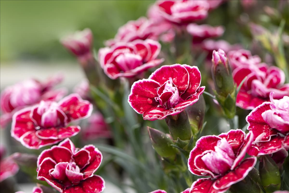 Dianthus caryophyllus 'Capitán'®
