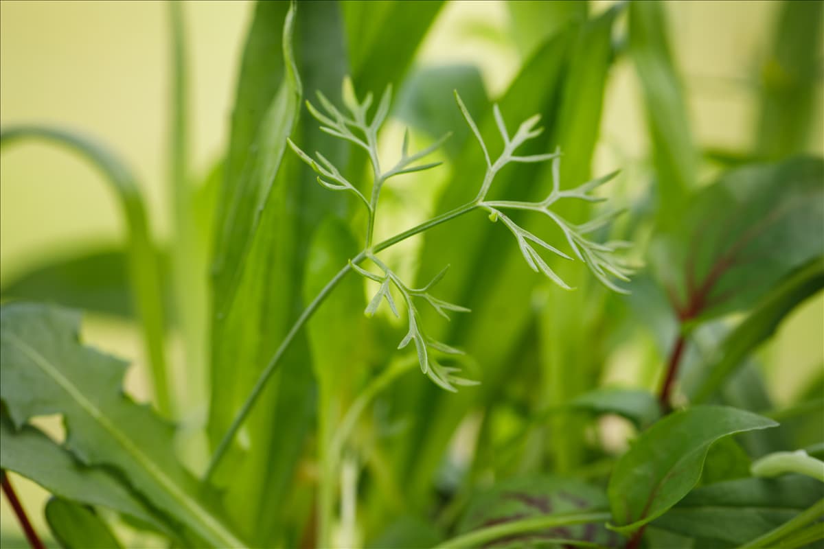 Foeniculum vulgare var. dulce