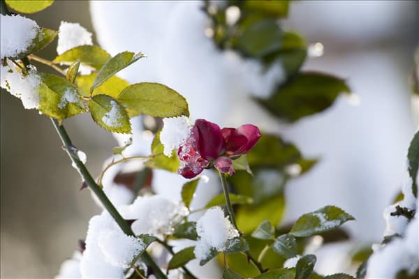 Rosa