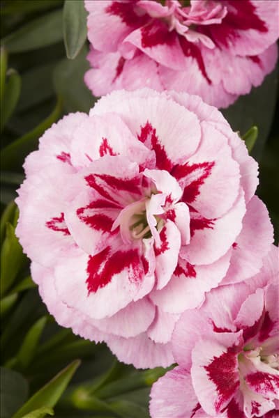 Dianthus caryophyllus 'Oscar'®
