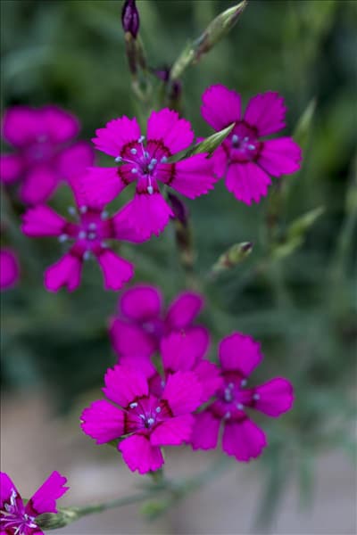 Dianthus deltoides