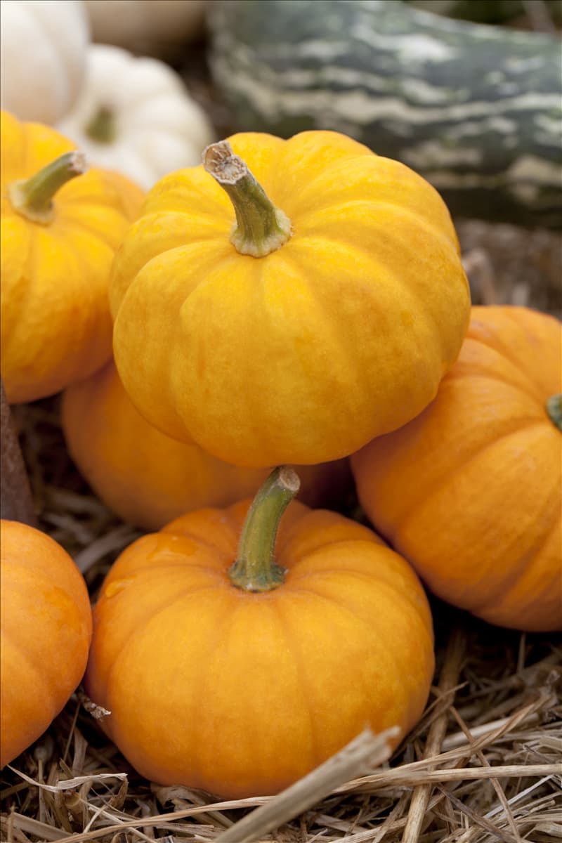Cucurbita pepo