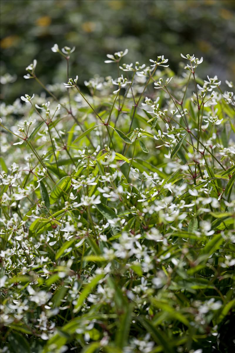 Euphorbia hypericifolia