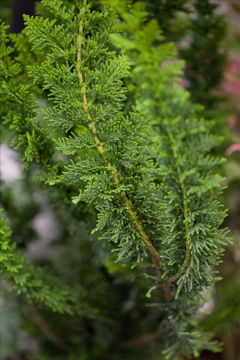 Chamaecyparis obtusa 'Teddy Bear'