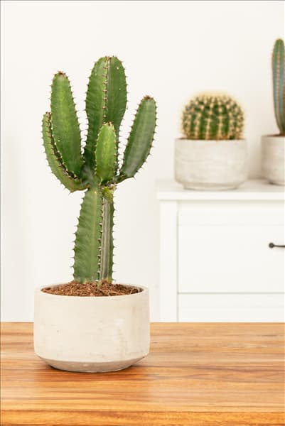 Euphorbia ingens
