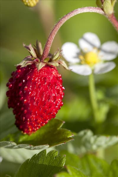 Fragaria vesca var. semperflorens