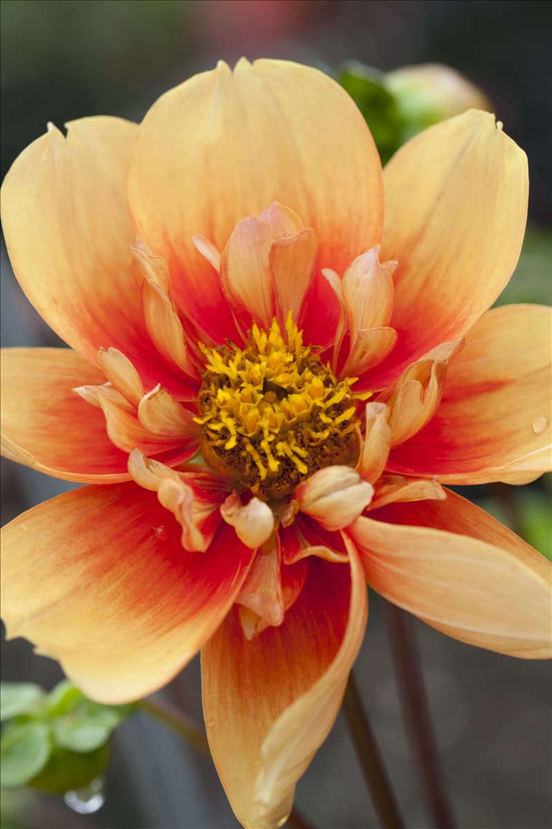 Dahlia 'Esther'