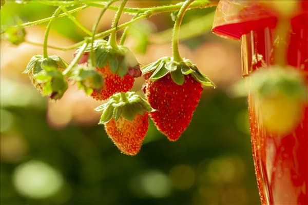 Fragaria vesca var. semperflorens 'Elsanta'®
