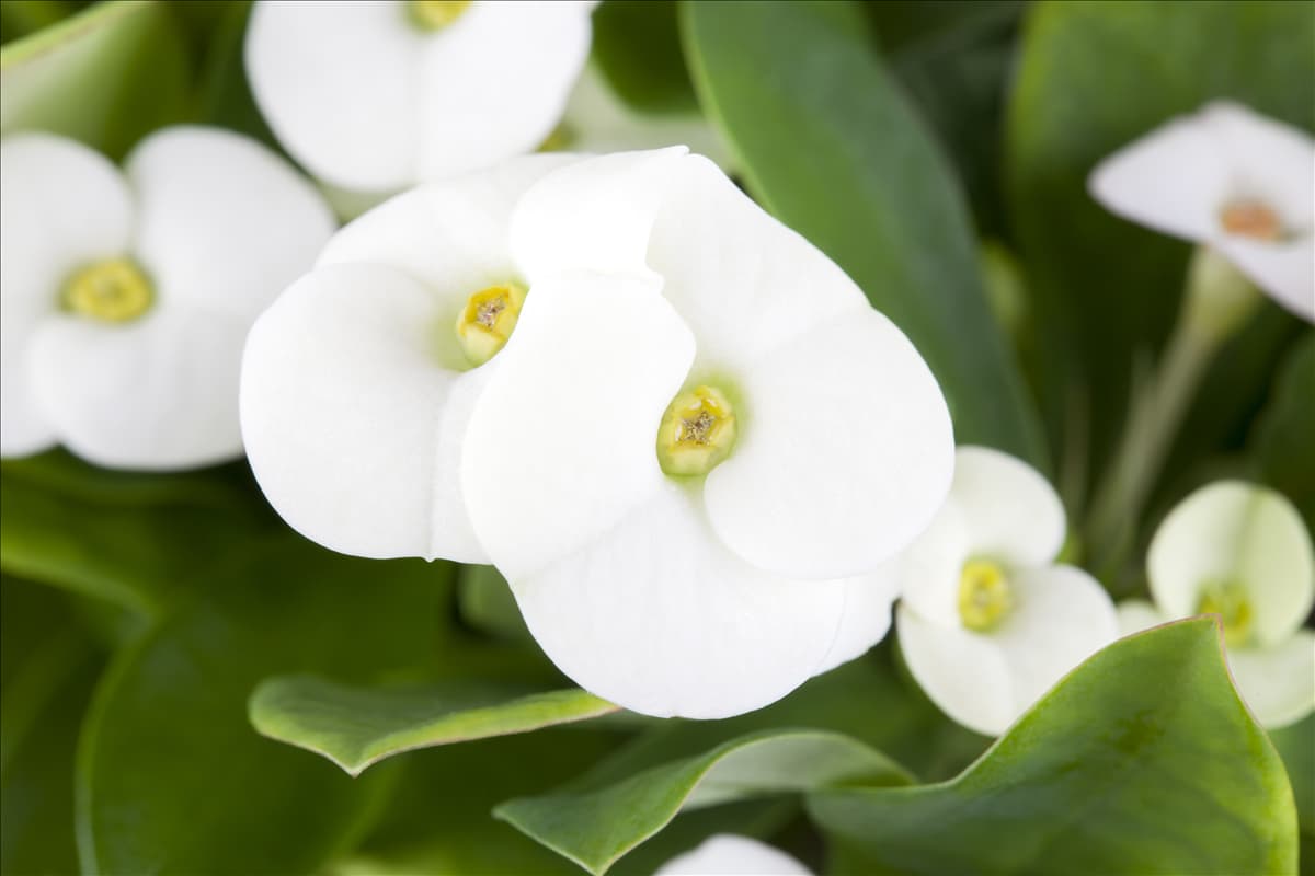 Euphorbia milii, weiß