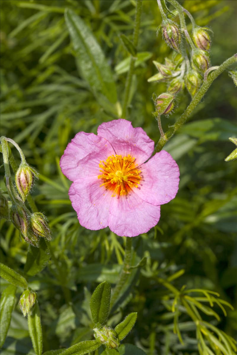 Helianthemum
