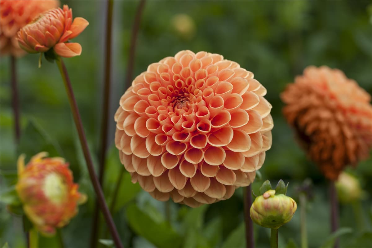Dahlia
