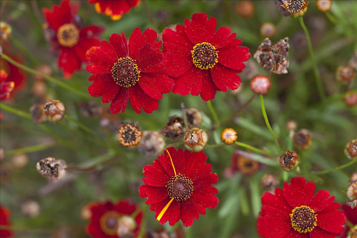 Coreopsis verticillata 'Prairie Amber'