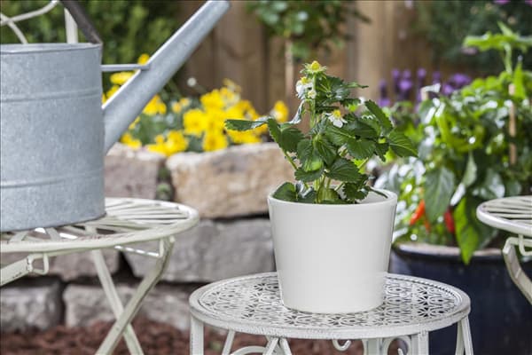 Fragaria x ananassa 'Delizz'®