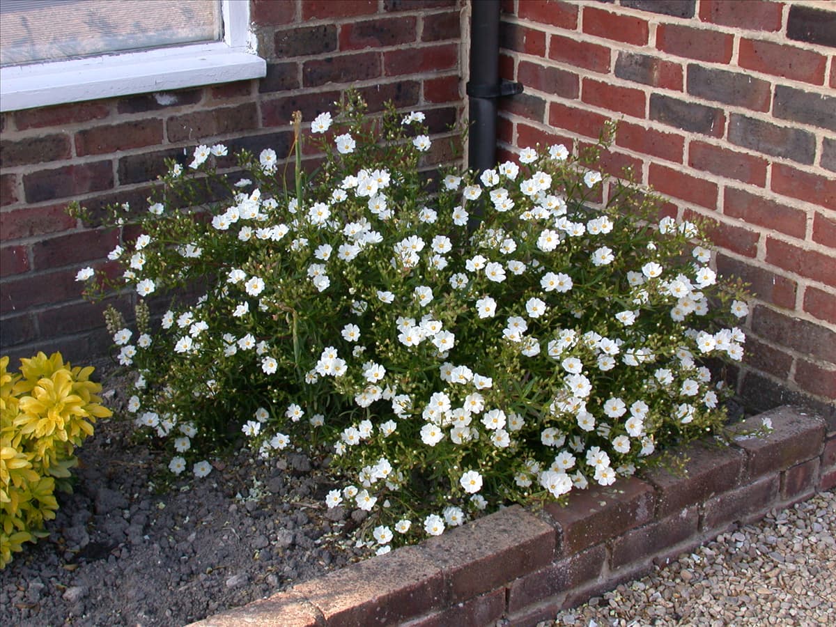 Helianthemum 'Eisbär'