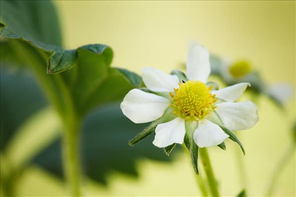 Fragaria x ananassa 'Elan'