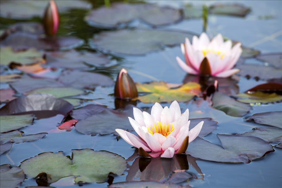 Nymphaea