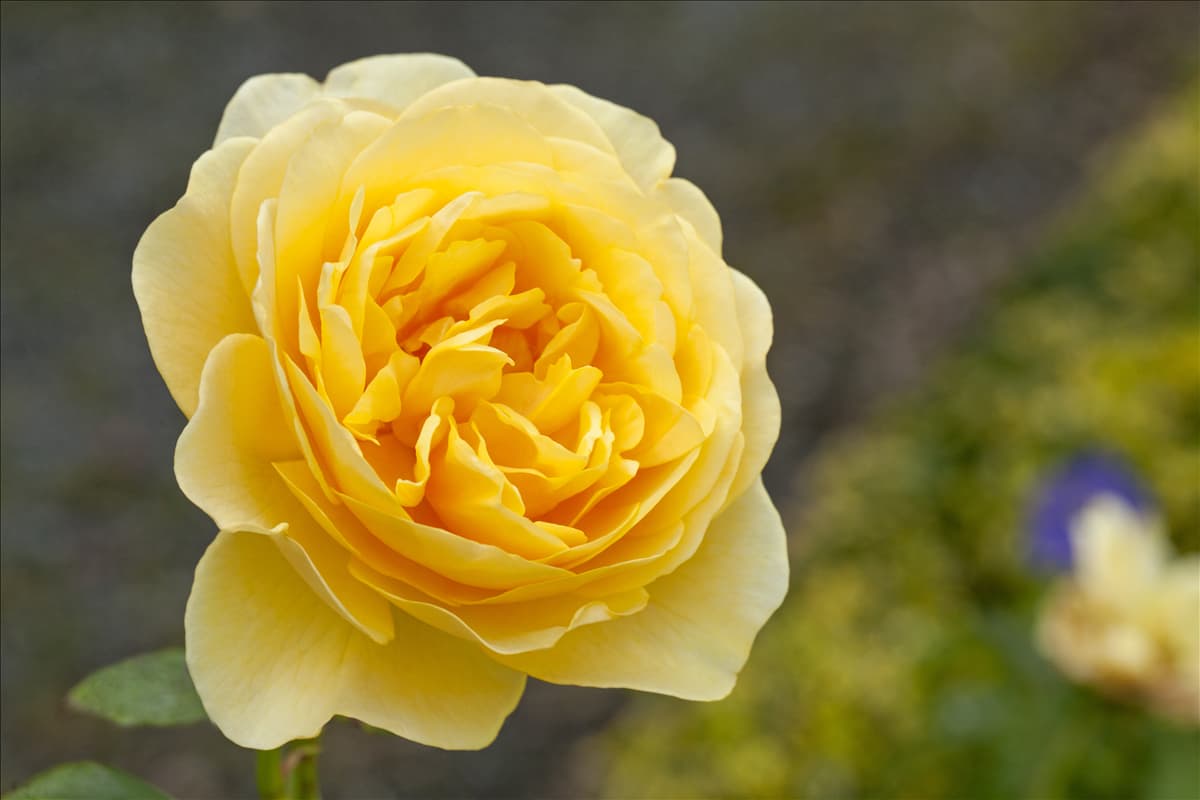 Englische Rosen, gelb