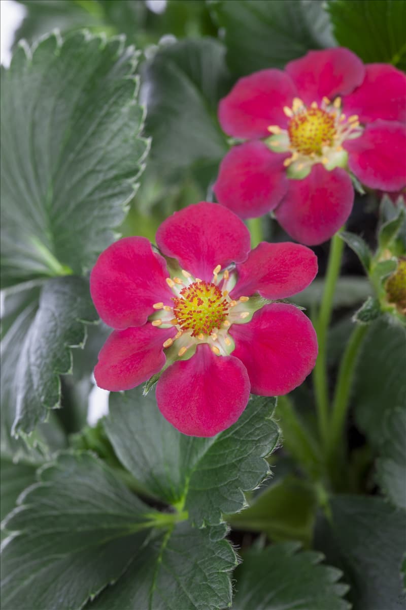 Fragaria x ananassa 'Fragoo® Toscana'