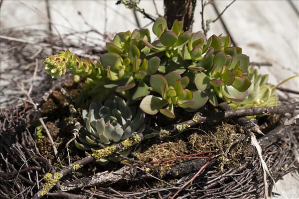 Crassula arborescens