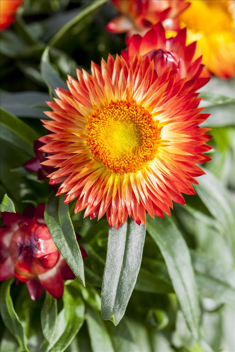 Helichrysum bracteatum