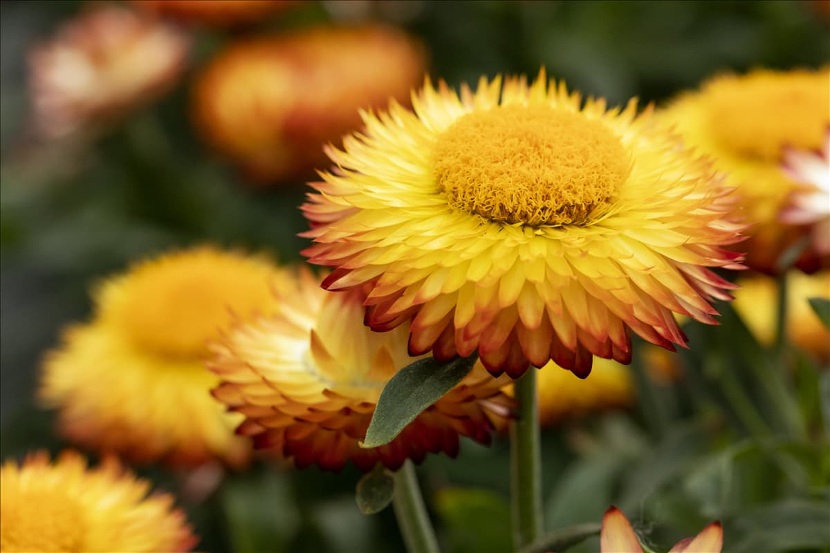 Helichrysum bracteatum 'Mohave'®