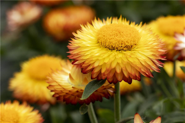 Helichrysum bracteatum 'Mohave'®