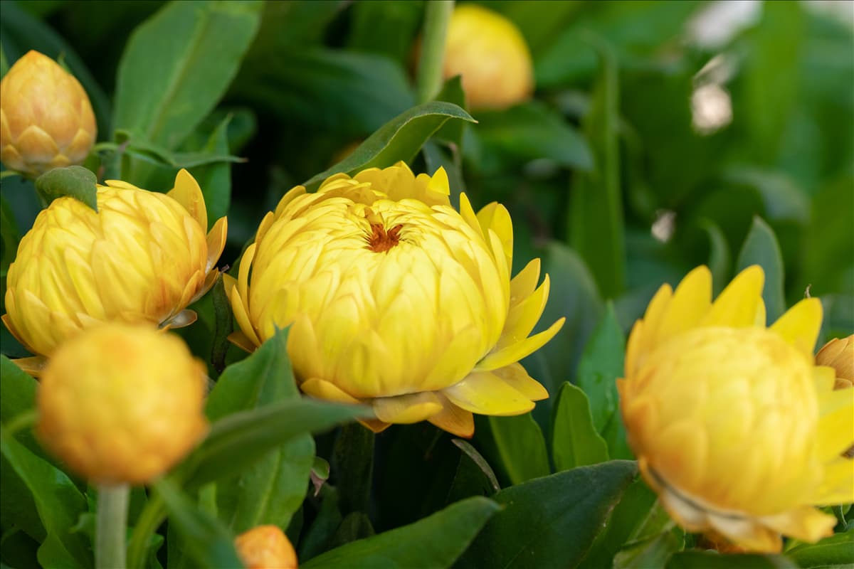 Helichrysum bracteatum SUNBRELLA™