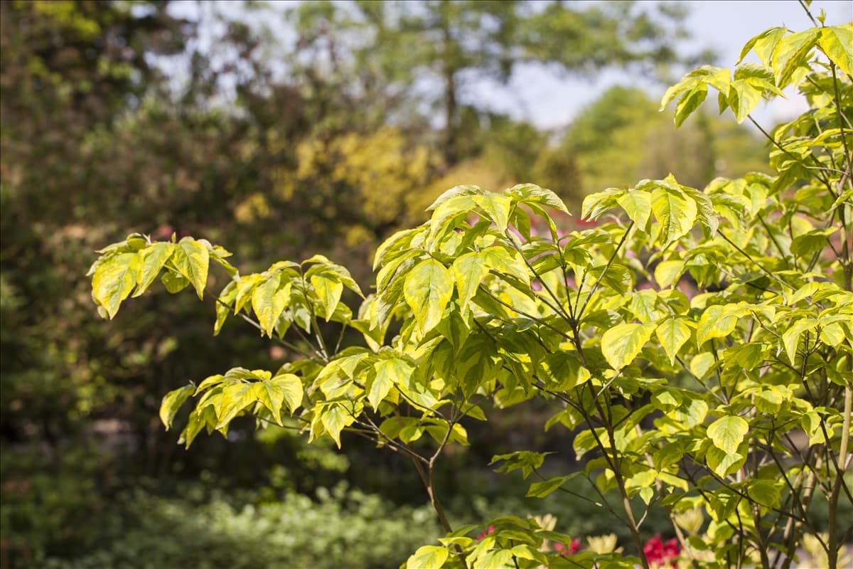 Cornus florida 'Rainbow'
