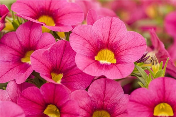 Calibrachoa Calitastic™