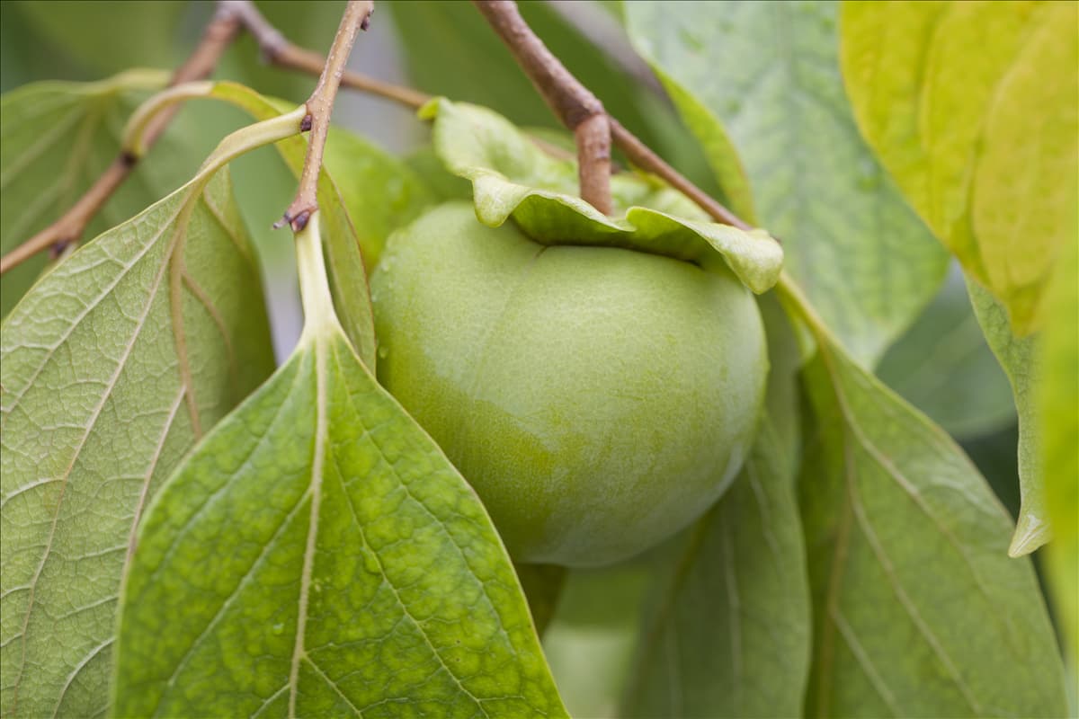Diospyros kaki