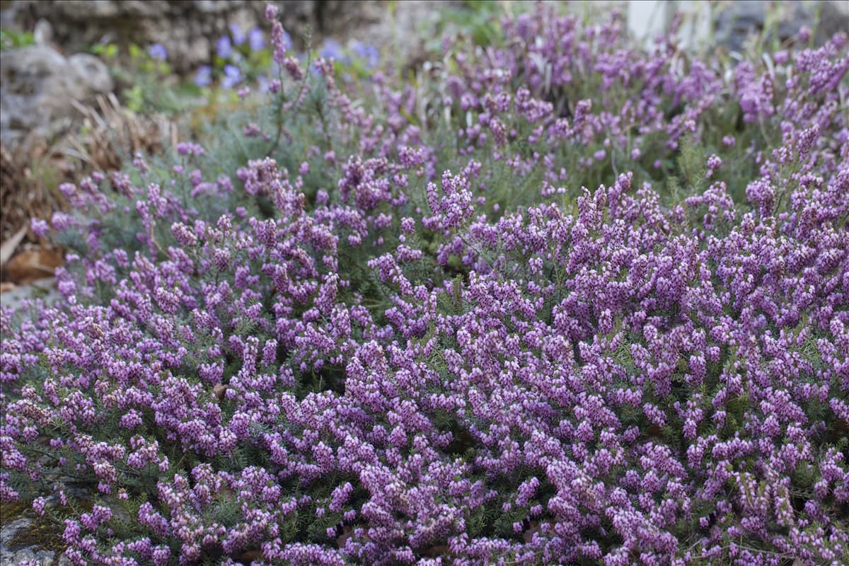 Erica carnea