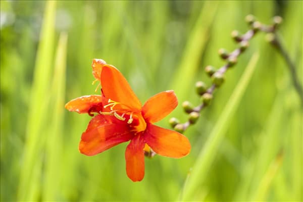 Crocosmia x crocosmiiflora