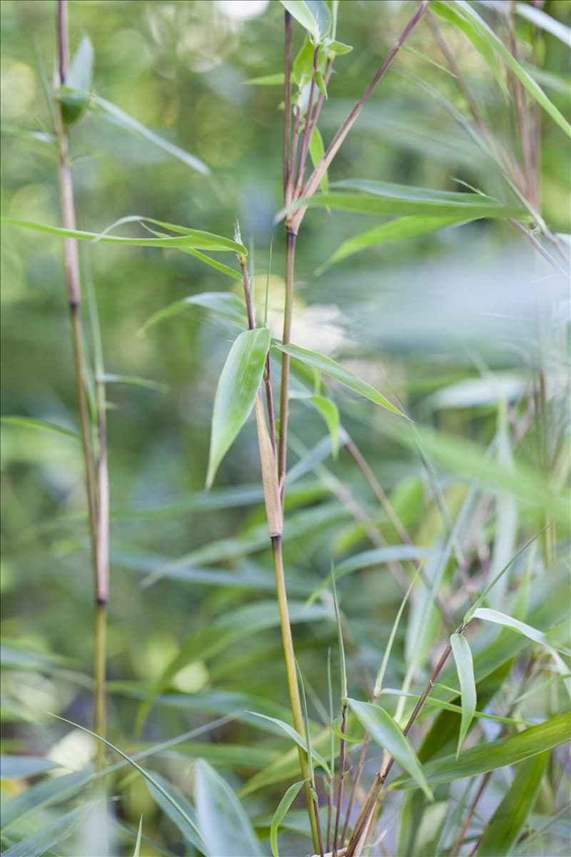 Fargesia murielae