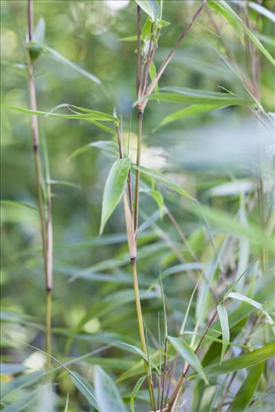 Fargesia murielae