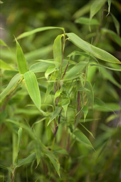 Fargesia murielae 'Deep Forest'®(s)
