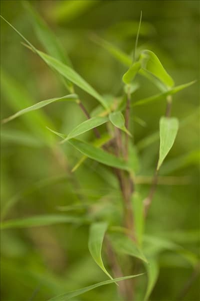Fargesia murielae 'Bimbo'