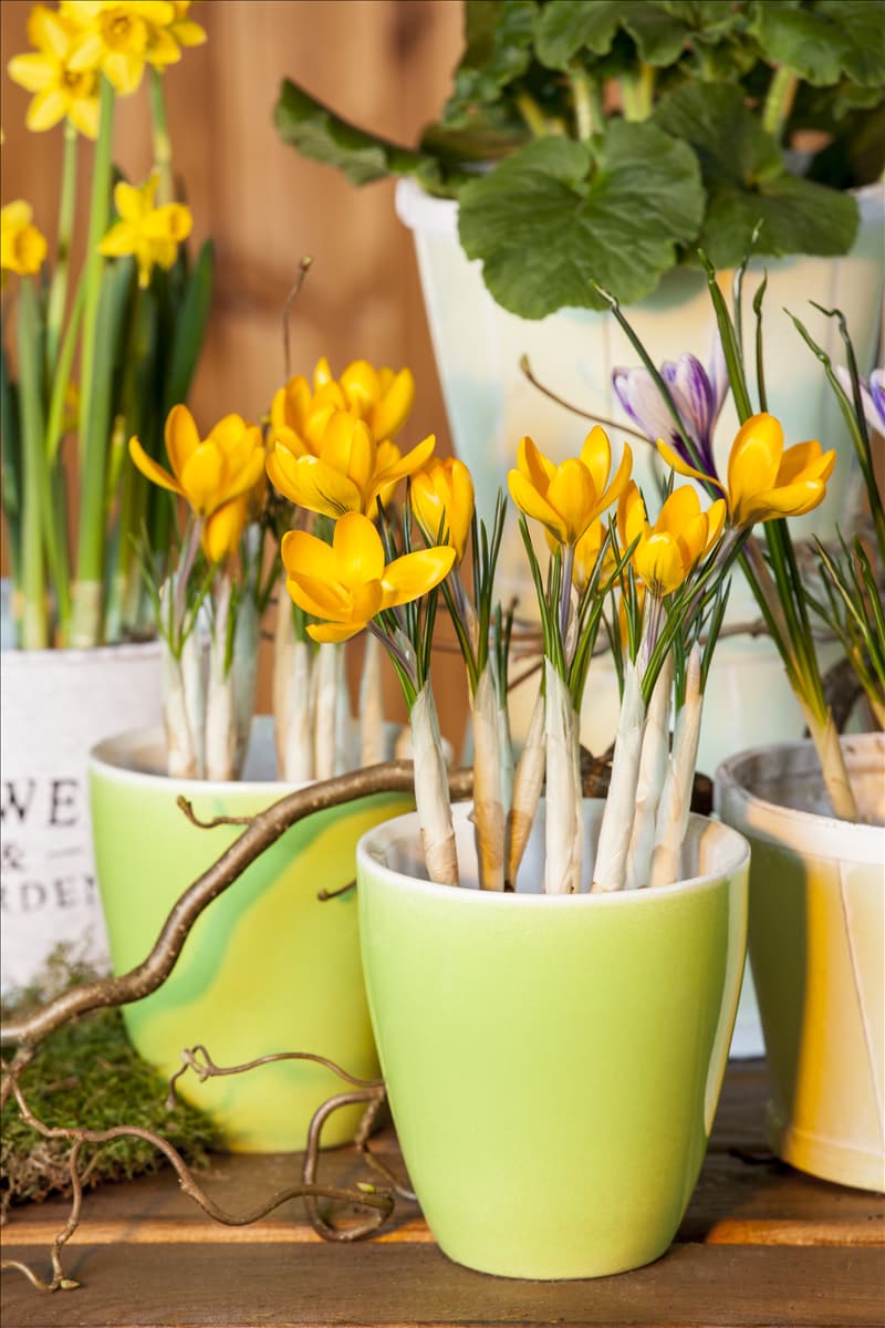 Crocus chrysanthus