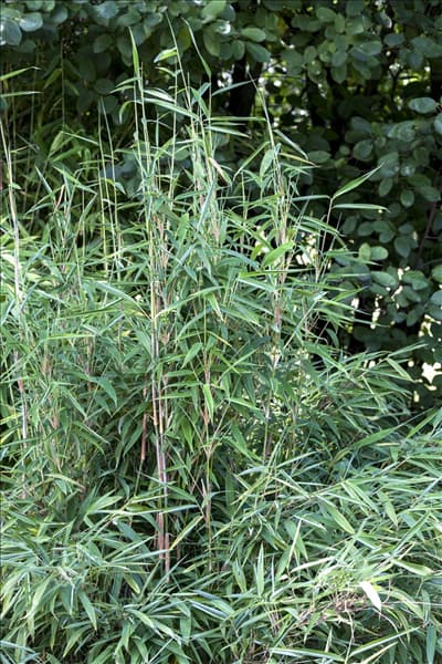Fargesia murielae 'Blue Lizard'®(s)