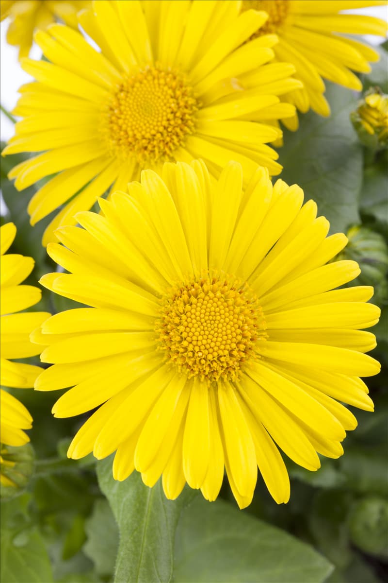 Doronicum orientale