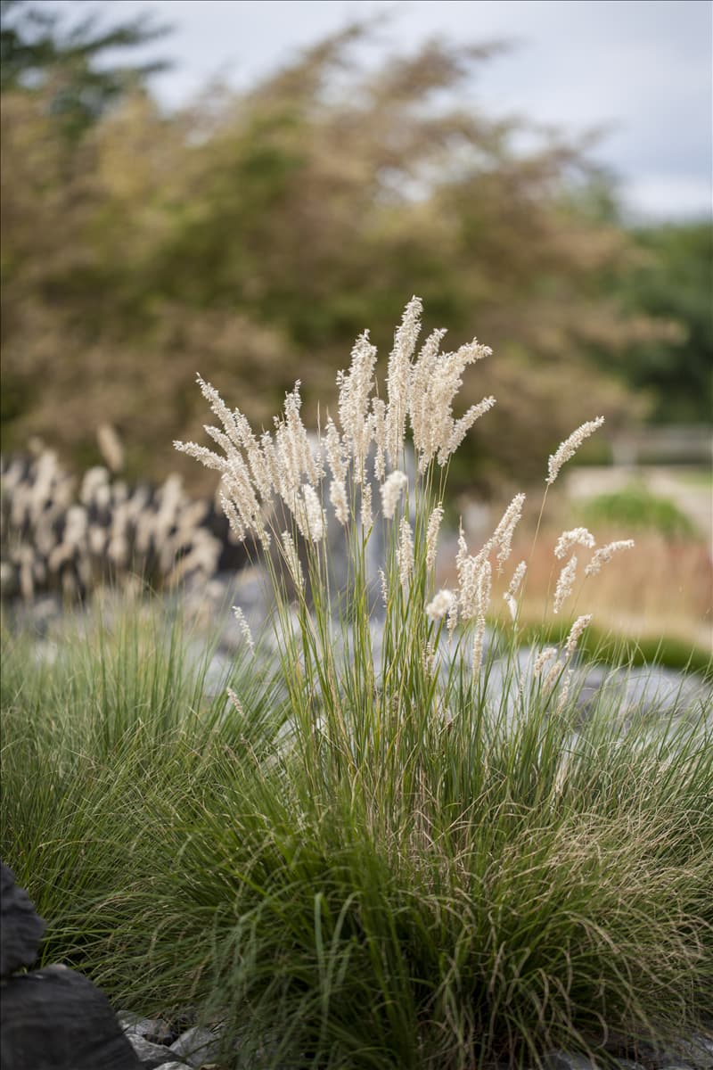 Festuca