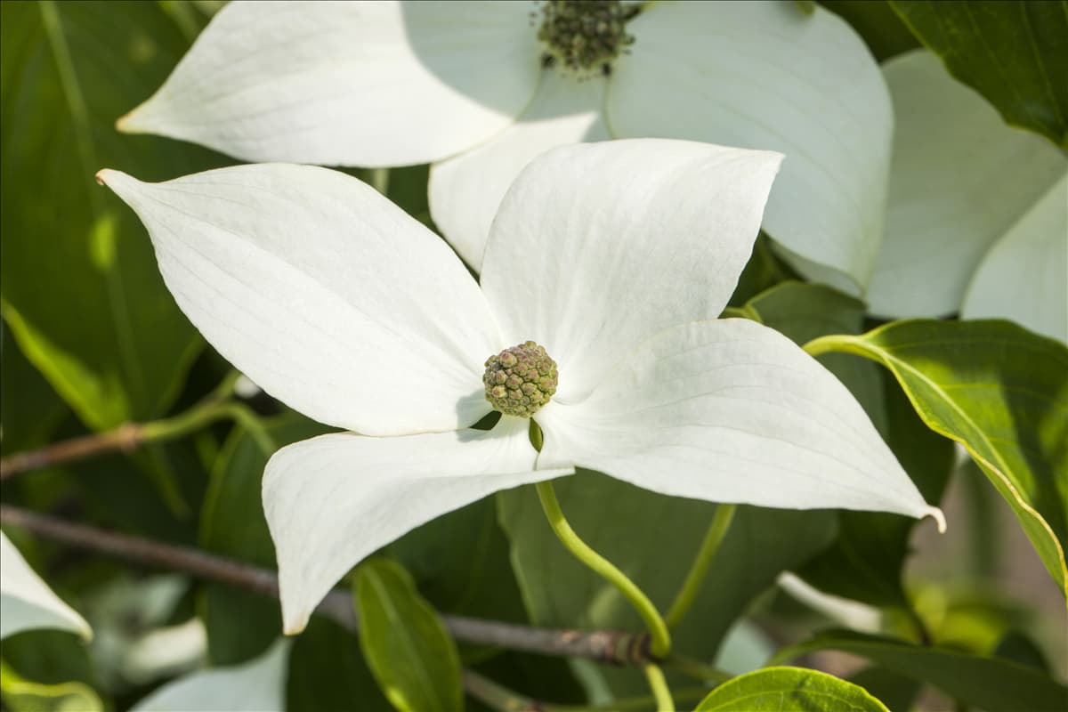 Cornus kousa chinensis 'Milky Way'