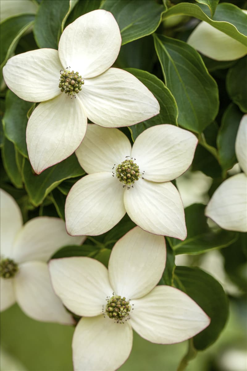 Cornus kousa chinensis 'Wieting´s Select'