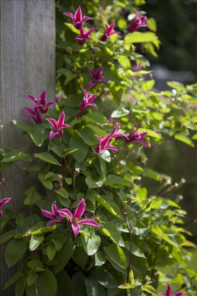Clematis texensis 'Princess Diana'
