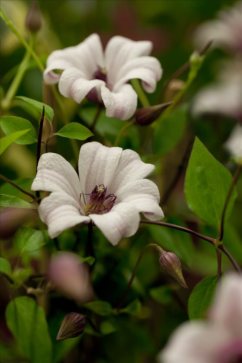 Clematis texensis