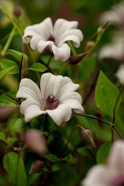 Clematis texensis 'Princess Kate'